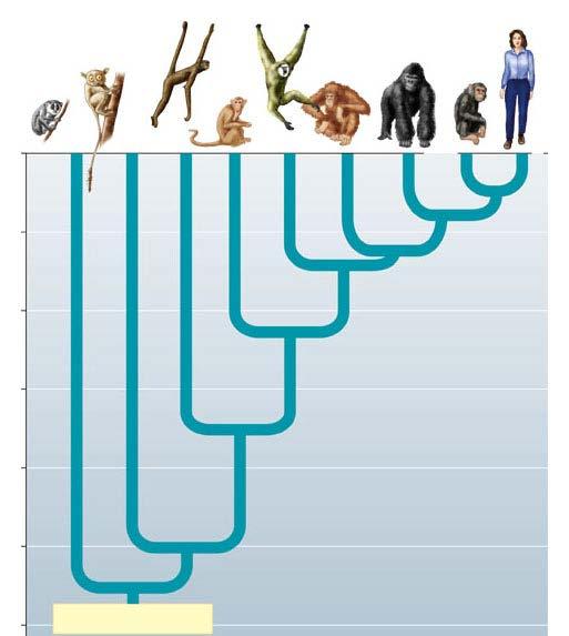 Primates Monkeys Anthropoids Hominoids (apes) 0 Millions of years ago 10 20 30 40 50 Lorises, pottos, and lemurs