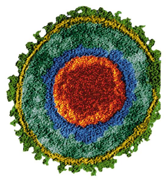 Viruses Viruses are genes packaged in protein Biological entities or agents Have no