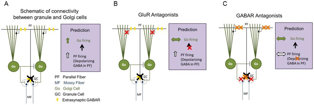 Figure 1. Schematic of the circuit hypothesis for ethanol-enhancement of synaptic GABA release from Golgi neurons. A.