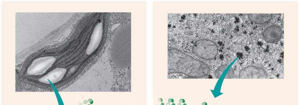 Fig. 5-6 Chloroplast Starch Mitochondria