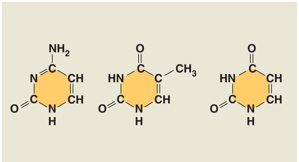 Fig. 5-27c-1 Nitrogenous bases Pyrimidines