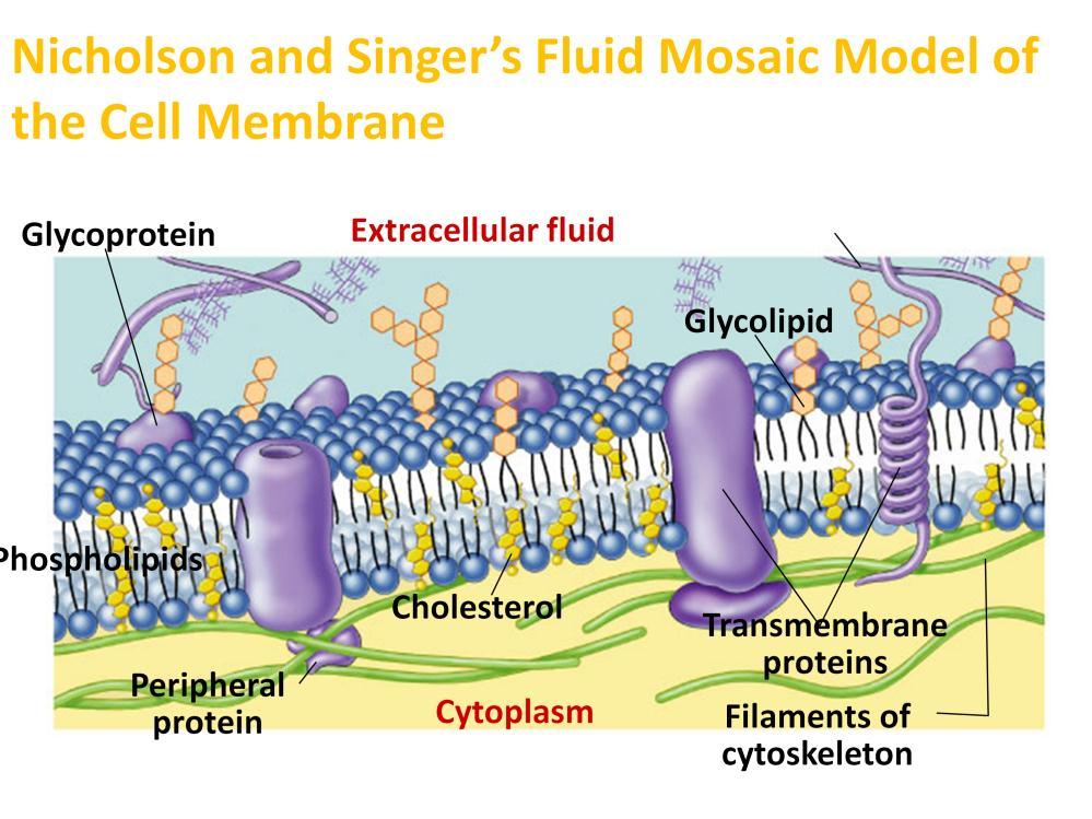 Cell membrane is a collage of proteins and other molecules embedded in the fluid matrix of the lipid bilayer.