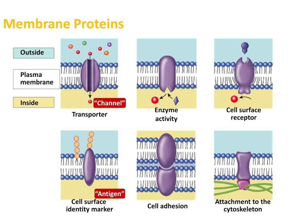 Proteins are responsible for the special characteristics of different types of membranes, controlling