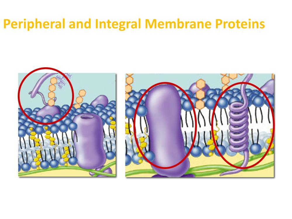 Proteins determine the membrane s specific functions.
