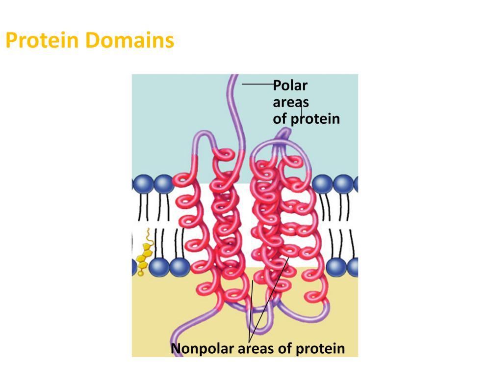 Protein domains anchor the molecule Within the membrane Nonpolar amino acids Hydrophobic Anchors protein into the membrane On the