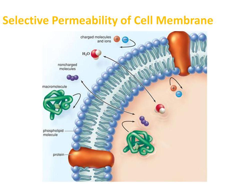 The membrane becomes semi-permeable (selectively permeable) via protein channels Controls the transport of large,