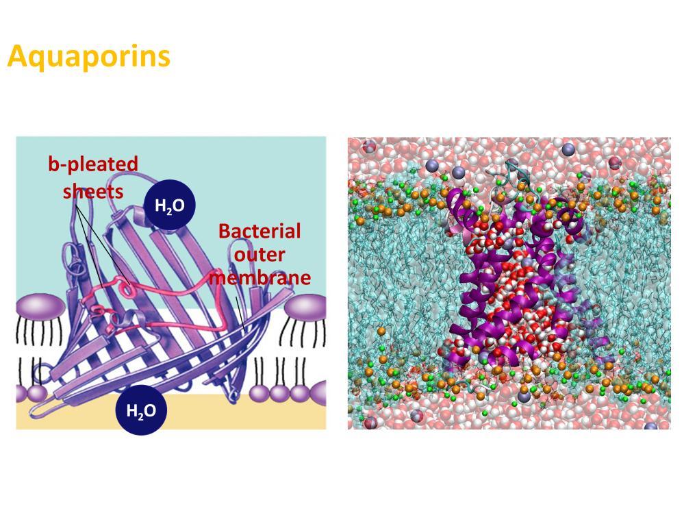 Aquaporins move water in bacteria Water moves into and out of cells quickly Evidence that there