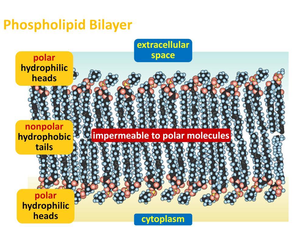 In the presence of water, phospholipids will spontaneously organize into a lipid bilayer to sequester its hydrophobic fatty acid tails away from water while exposing the hydrophilic phosphate heads