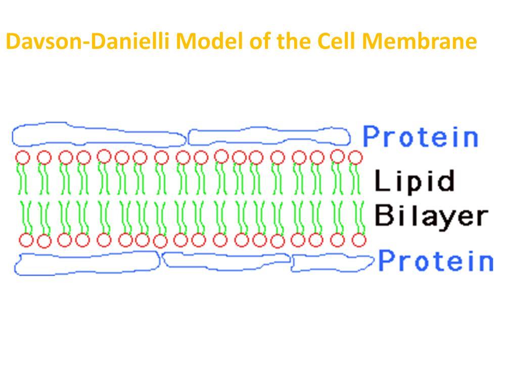 Davson-Danielli Model of the Plasma Membrane NOTE: This model is NOT correct, but only shows the progression of scientific research leading to the development of the currently accepted model of the