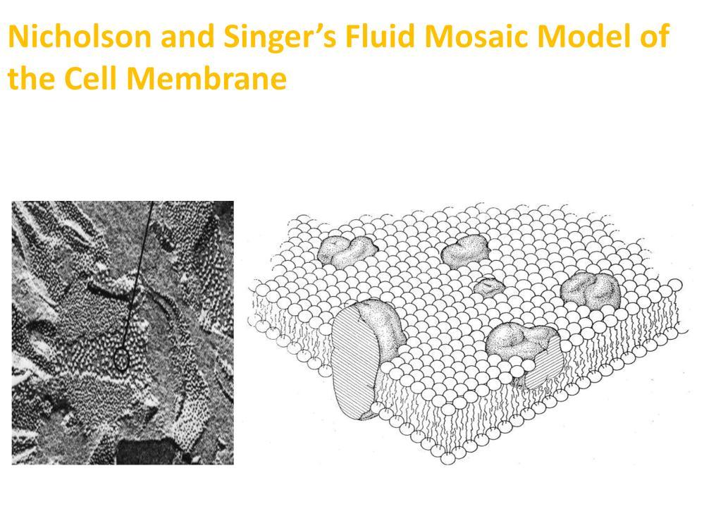 Using freeze fracture techniques, biologists were able to split the plasma membrane as if pealing back one layer of phospholipid.