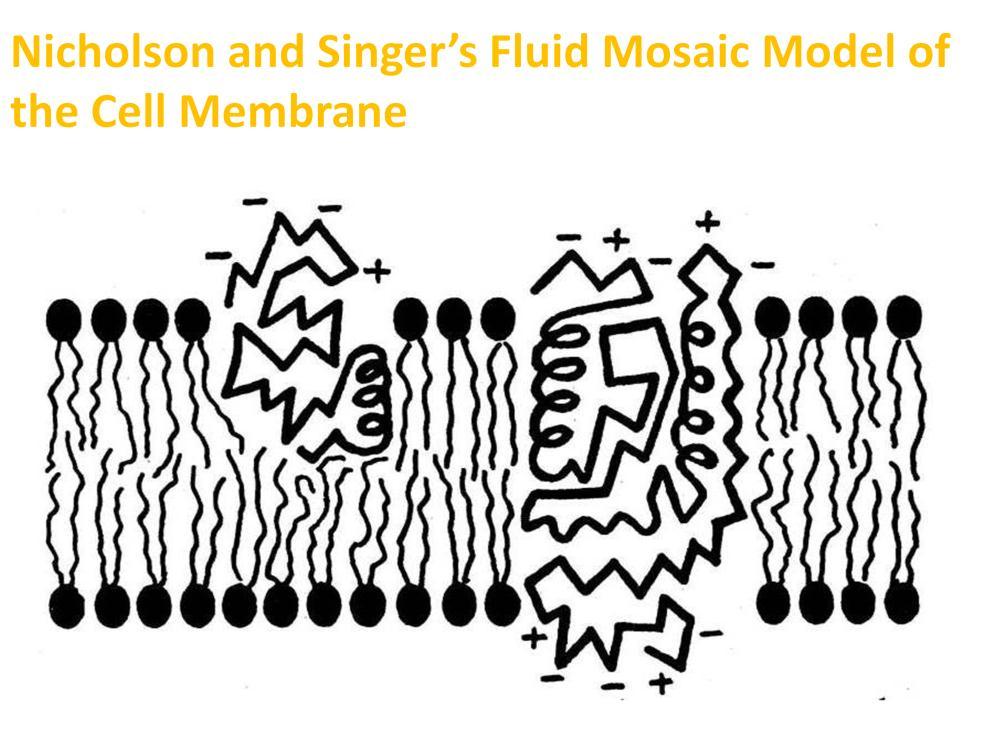 Original figure from Singer and Nicolson (1972) depicting membrane cross section with integral proteins in the phospholipid bilayer.