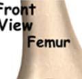 The end of the femur joins the top of the