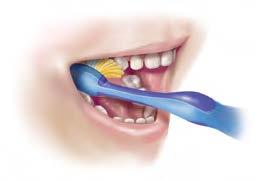 between each tooth, including the back teeth Keep in mind: Start brushing with a