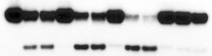 A 7.5 g 15 g 3 g 3 g + DFP 1 2 3 1 2 3 1 2 3 1 2 3 Neutrophil protein C D E 16 24 Cyto.c - + + + + + + + + + z-vad - + + + DFP - + + + Time (hr) Actin Actin Figure S2.