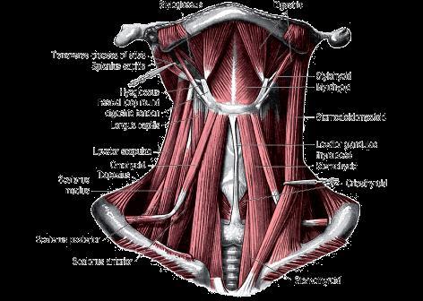 Submandibular, submental Anterior and posterior belly of digastric m,