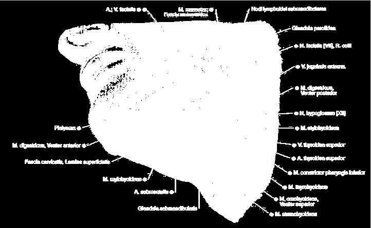 Structures of the Submandibular