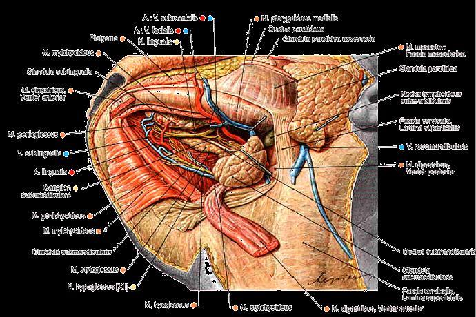 facial artery & vein lymph nodes