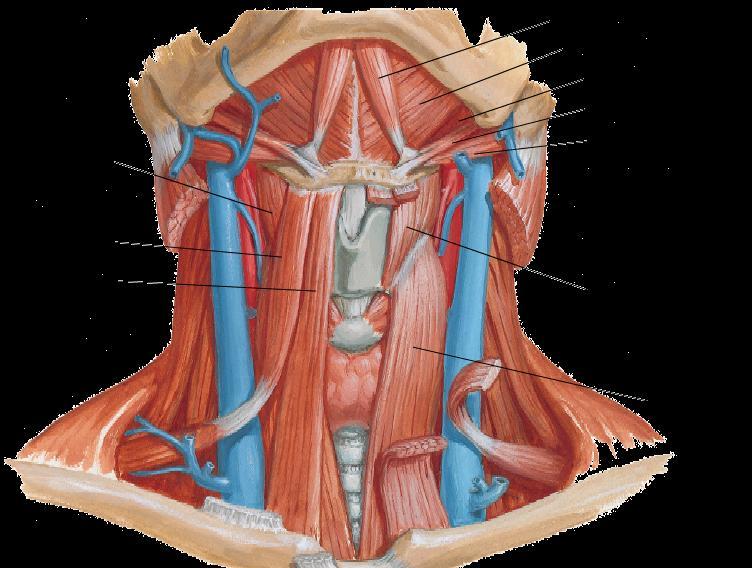 Muscles of anterior