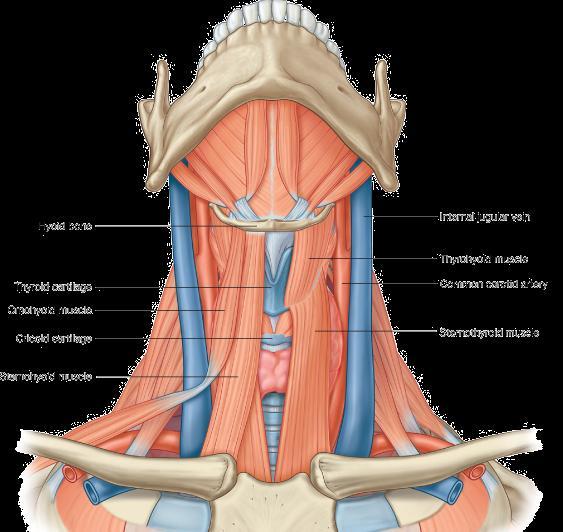 Infrahyoid muscles Superficial layer: sternohyoid medially