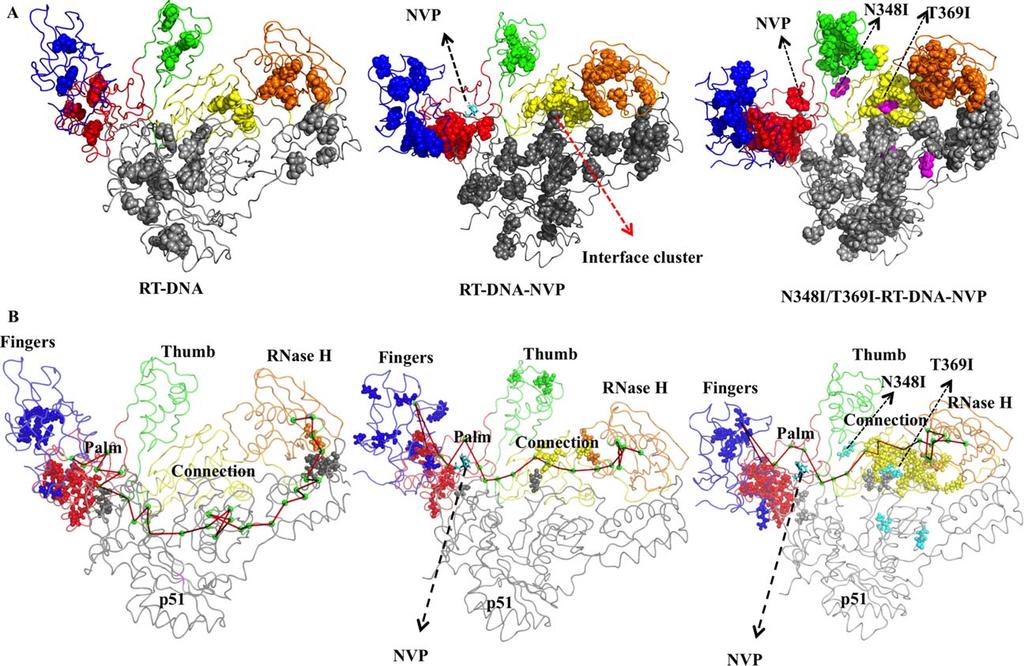 MD Study of HIV-1 RT-DNA-NVP Complexes Figure 4 Hubs, communities, and communication paths identified from protein network analysis. (A) Hub residues identified for all the three complexes.