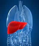 Why is the liver important? The liver is the largest organ inside the body and carries out many functions, including: Storing vitamins, minerals and iron. Breaking down hormones and old blood cells.