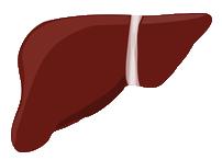 Stages of liver damage Healthy
