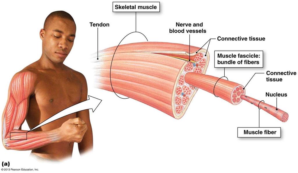 Skeletal muscle: macro to micro