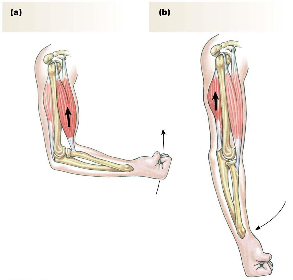 Figure 12.2 Antagonistic muscles Flexion moves bones closer together. Extension moves bones away from each other.