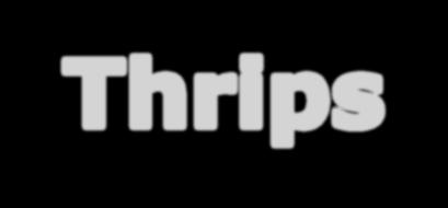Thrips Control Programs & Population