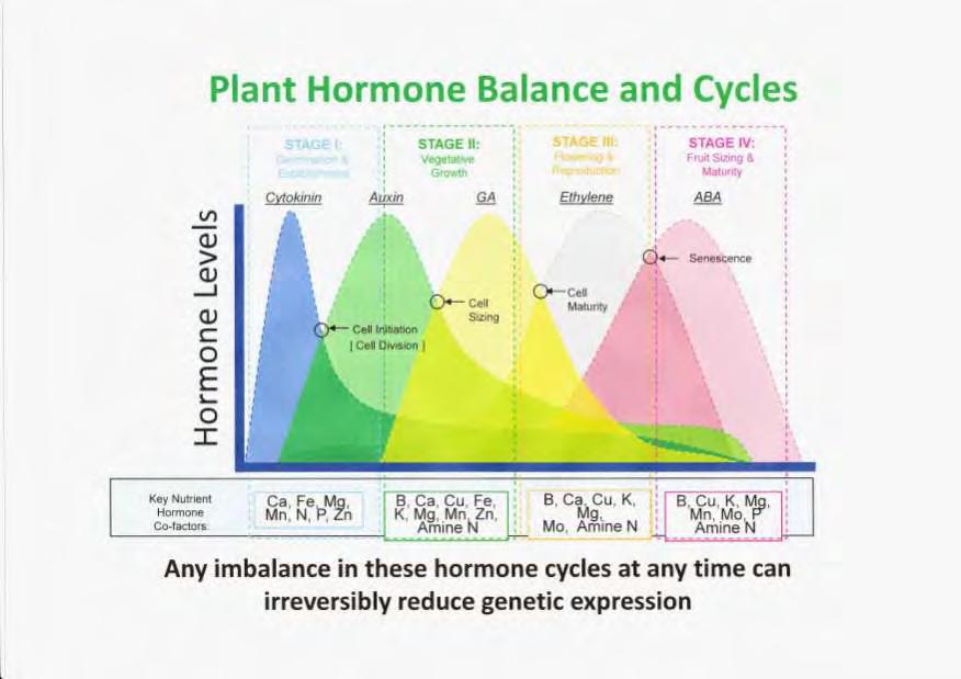 Plant HORMONE PRODUCTION follows approx.