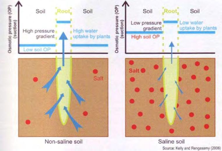 Effects of high Salinity