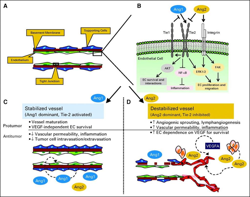Angiopoietins (Ang)/Tie2 signaling pathway and its functions on vascular remodeling.