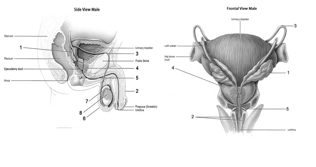 HUMAN REPRODUCTIVE ANATOMY REVIEW Male Anatomy: Using the side view, track with a colored pencil the