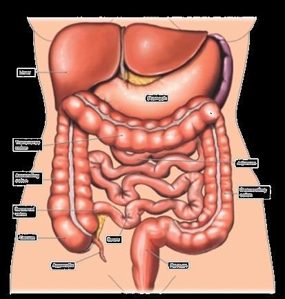 Colonic acetate infusion and metabolic profile Hypothesis:Colonic administration of SCFA has beneficial effects on