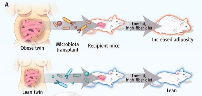 From man to mice: Gut microbiota from twins discordant for obesity modulate