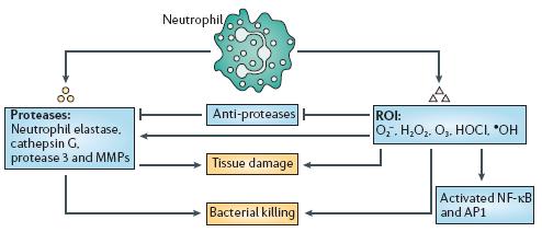 Neutrophil Delivers Multiple Antimicrobial