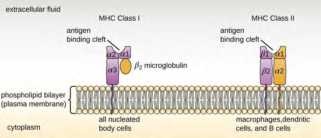 Chapter 18 Adaptive Specific Host Defenses 781 There are two classes of MHC molecules involved in adaptive immunity, MHC I and MHC II (Figure 18.11).