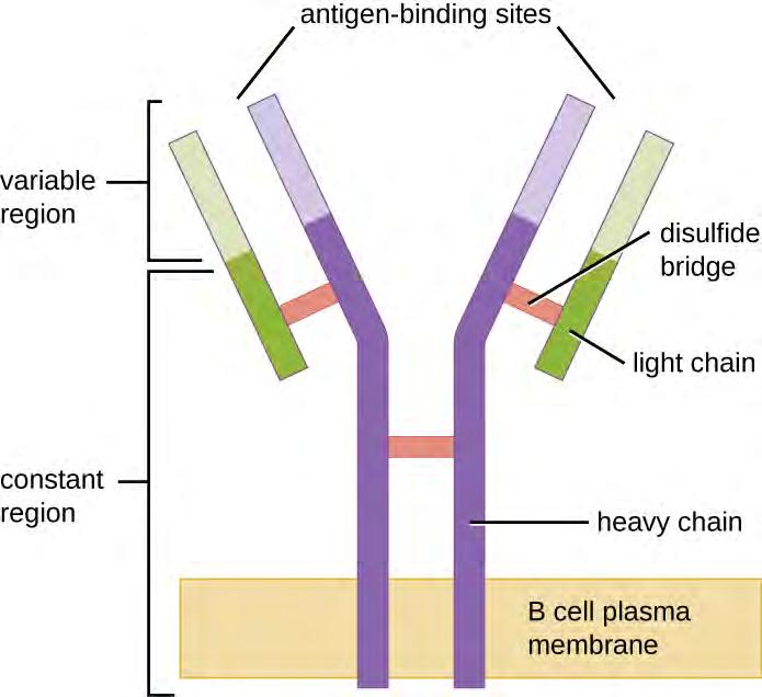 Chapter 18 Adaptive Specific Host Defenses 795 Figure 18.20 B-cell receptors are embedded in the membranes of B cells.