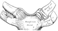 Sternoclavicular Joint Structures Medial end of clavicle Sternum Stabilized Cartilage of first rib ligaments Injuries Arthritis is