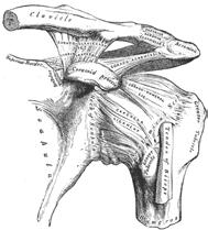 Retraction Axial rotation of clavicle (50 ) Allows for lots of movement of scapula Acromioclavicular Joint Structures Lateral end of