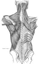 Rotators at the Proximal Stabilizers O @ spine, ribs, cranium -> I @ scap or clavicle Serratus anterior Trapezius Distal Mobilizers O @ scap or clavicle -> I @ humerus or forearm Deltoid