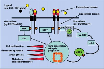 RT Secretion of excess TGF alpha & EGF (in tumour) Acts on EGFR