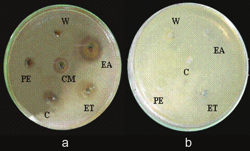 Mean zone of inhibition (mm) 14 12 10 8 6 4 2 0 PE C EA ET W PE C EA ET W Staphylococcus sp. Proteus sp. L. racemosa ML L. racemosa B a Fig.