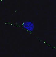 PrP C facilitates neuronal zinc uptake via AMPA receptors rt green fluorescence (relative increase) Newpor 1.2 1 0.8 0.6 0.4 0.