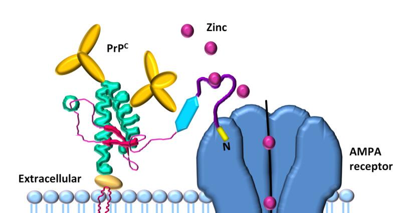 Potential mechanism by which prion protein facilitates zinc uptake into