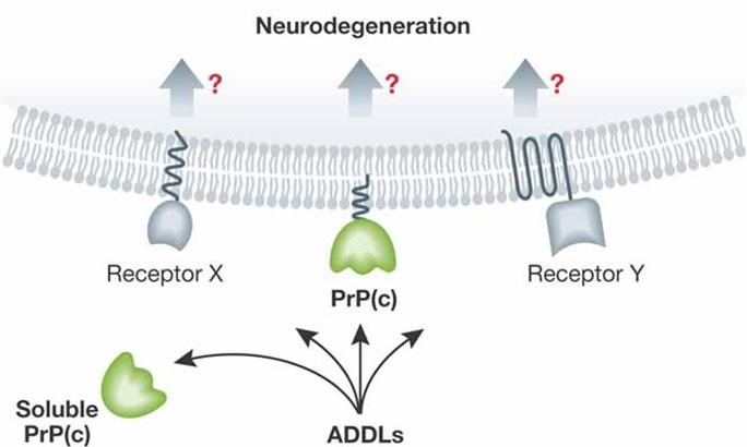 Prion protein in Alzheimer s