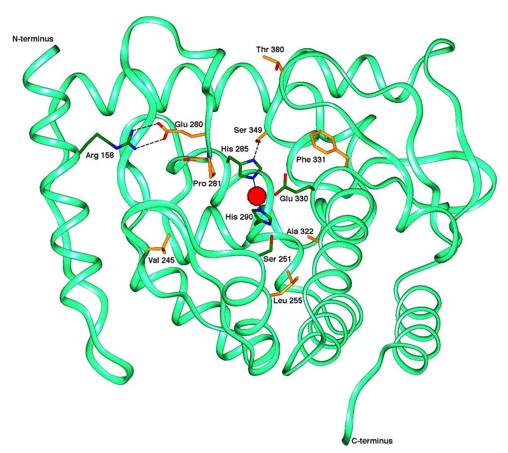 Seven of the residues lining the active site that cause PKU/HPA. The main chain ribbon is coloured light green.