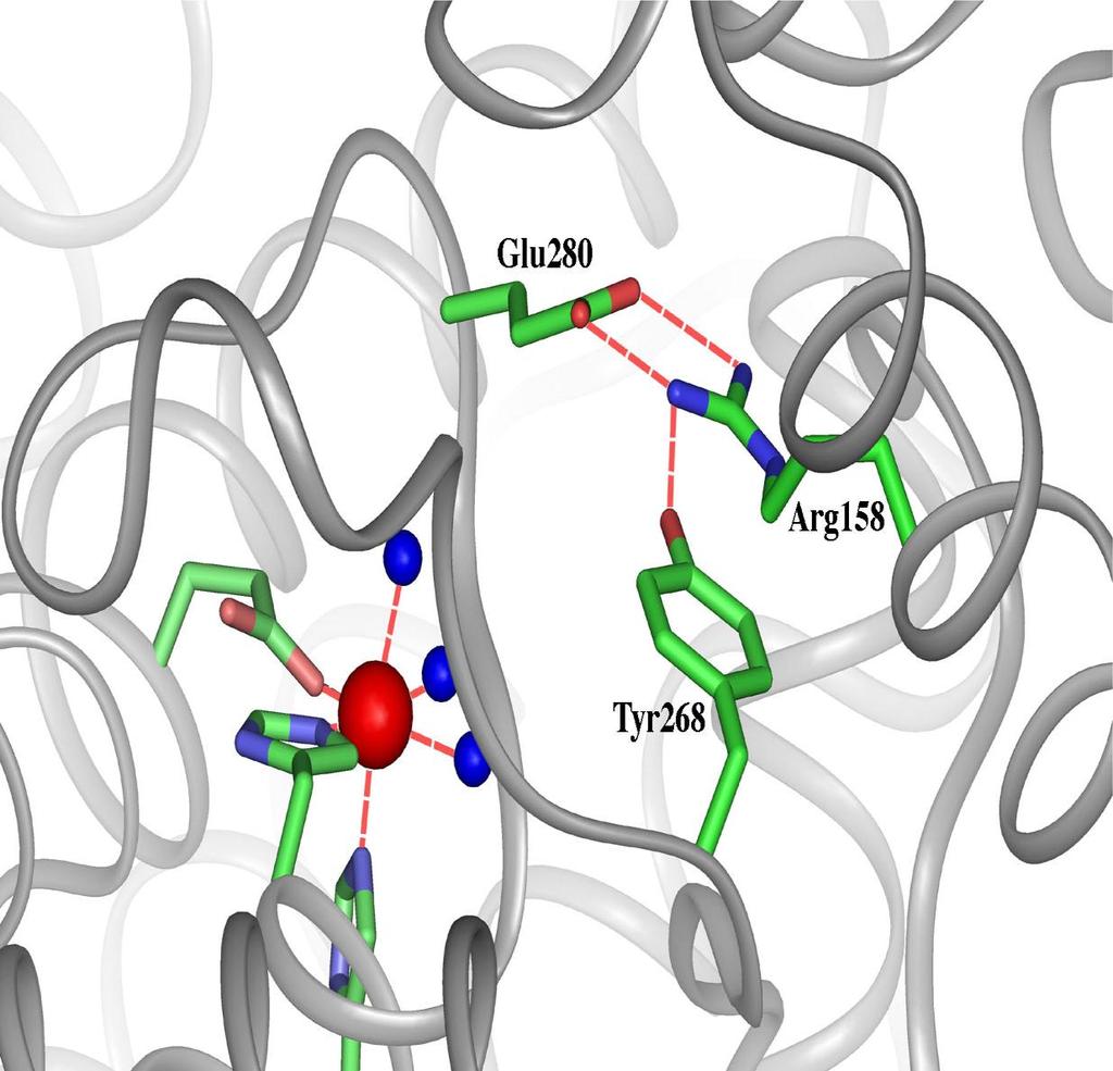 Active site residues that have PKU mutations associated with them: the ARG158 residue.
