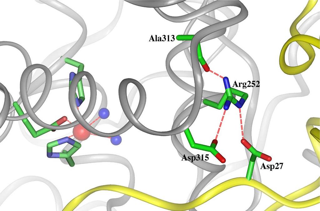 Active site residues that have PKU mutations associated with them: the ARG252 residue.