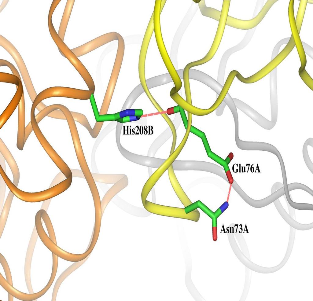 GLU76 is located at the interface between subunits. It is on the surface of the regulatory domain and is H bonded to HIS208 in a second monomer (as well as ASN73 just prior to GUL76 in sequence).